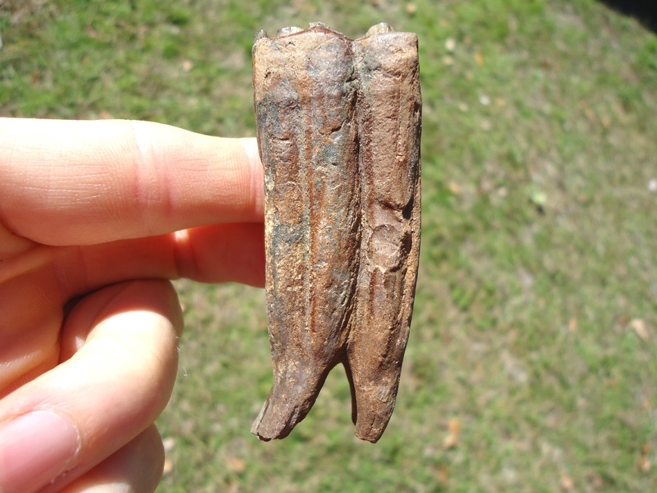 Large image 1 Uncommon Rooted Horse Tooth