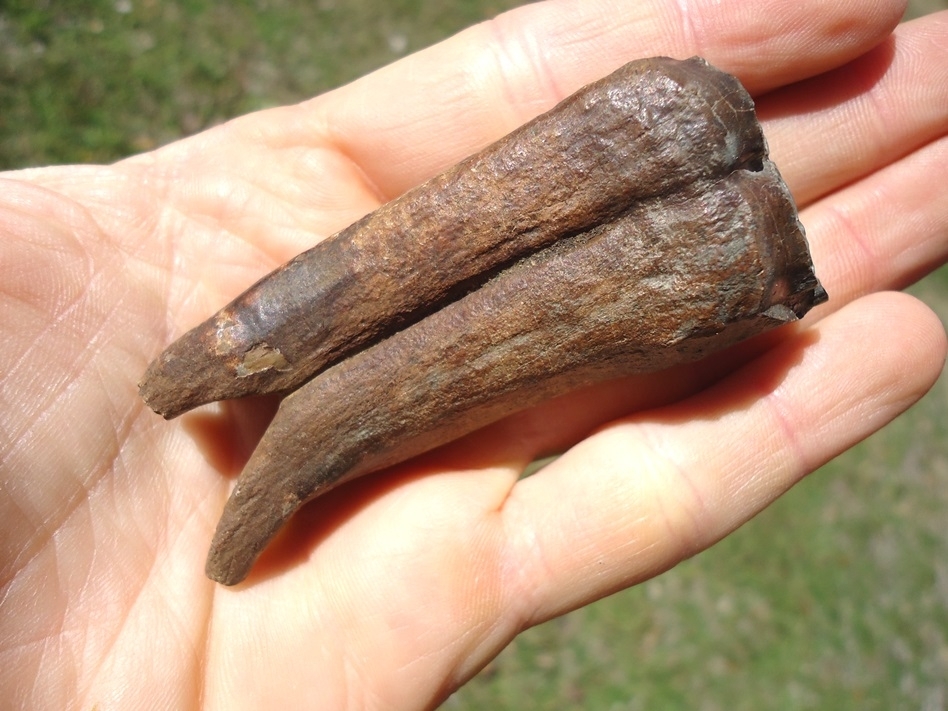 Large image 2 Uncommon Rooted Horse Tooth