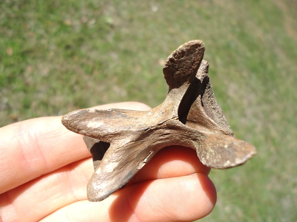 Large image 2 Exceptional Alligator Snapping Turtle Cervical Vertebra