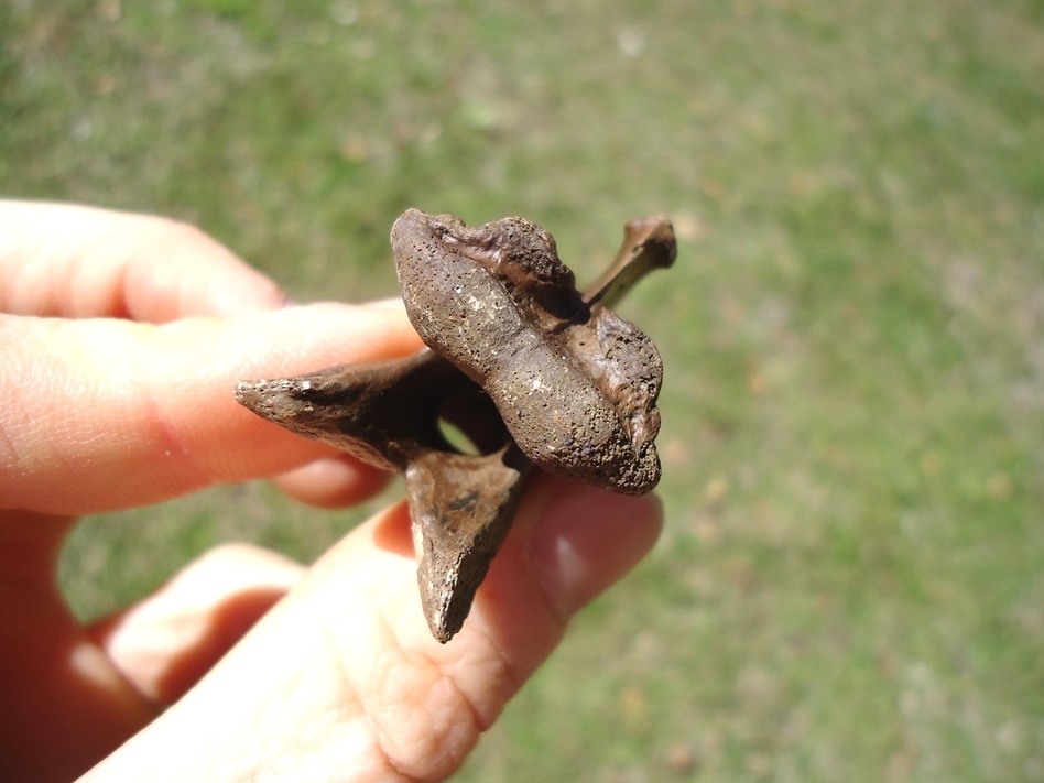 Large image 3 Exceptional Alligator Snapping Turtle Cervical Vertebra