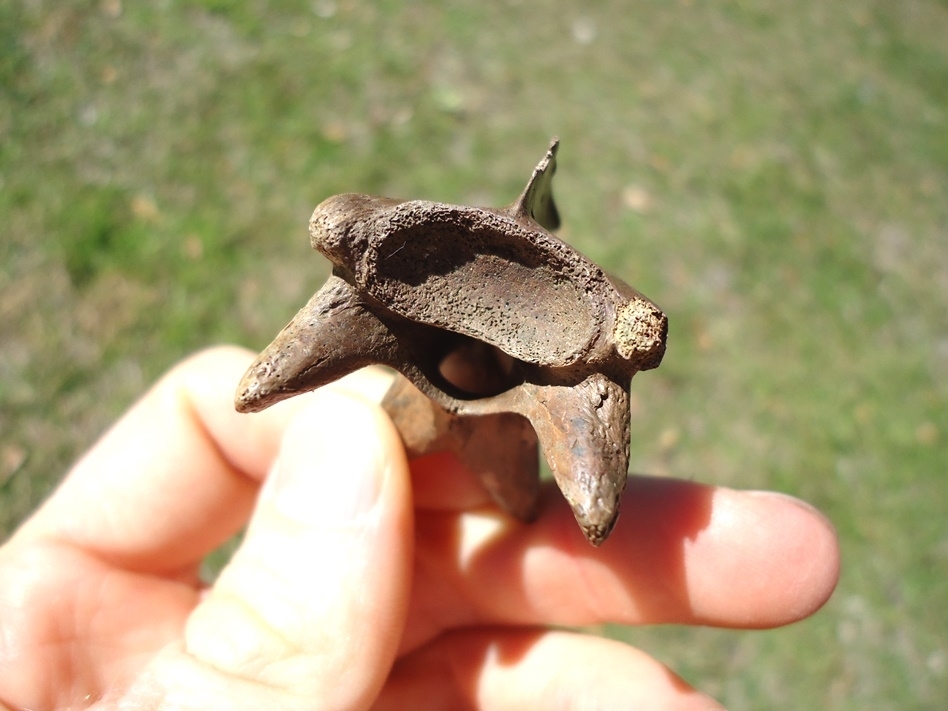 Large image 4 Exceptional Alligator Snapping Turtle Cervical Vertebra