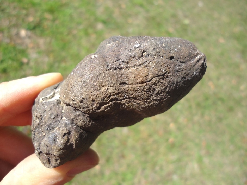 Large image 3 Super Detailed Coprolite