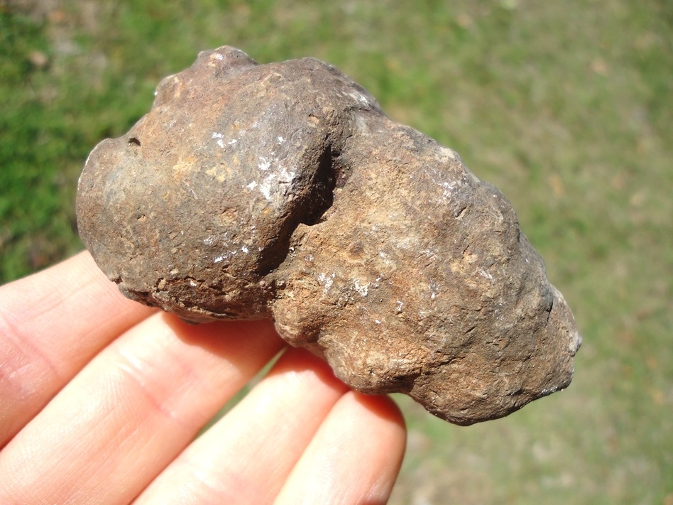 Large image 1 Large Detailed Coprolite