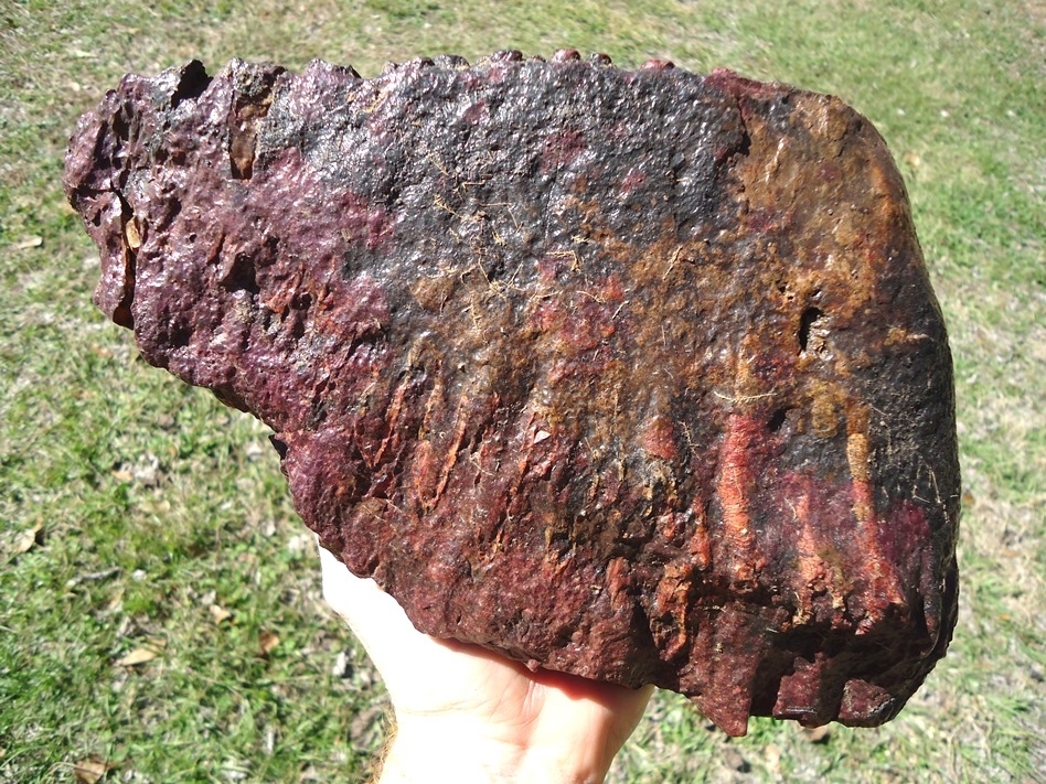 Large image 2 Huge 9lb  Mammoth Tooth