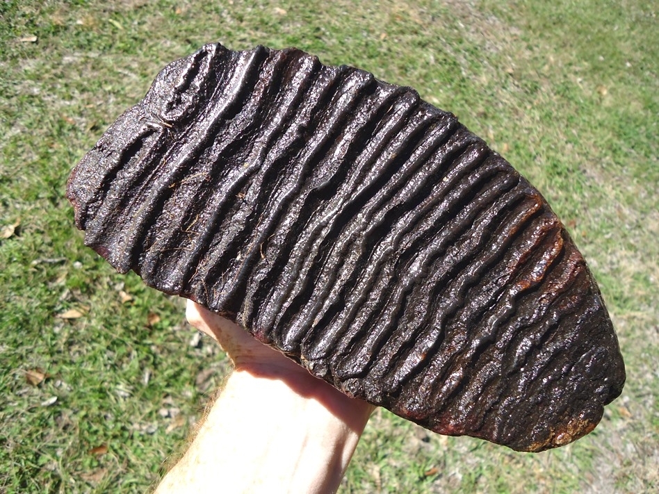 Large image 3 Huge 9lb  Mammoth Tooth