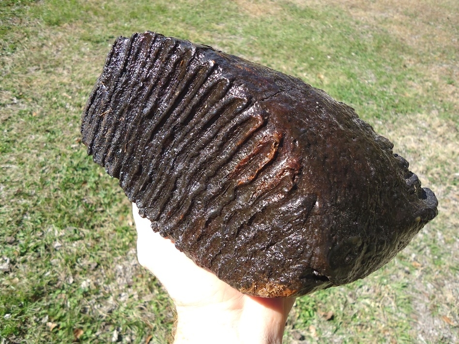 Large image 4 Huge 9lb  Mammoth Tooth