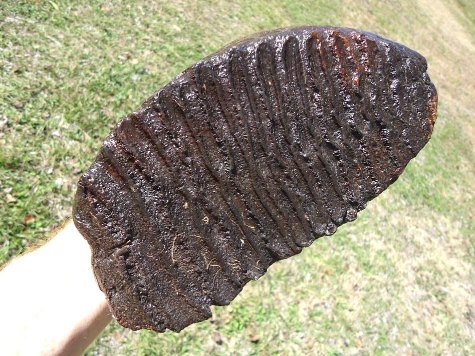 Large image 5 Huge 9lb  Mammoth Tooth