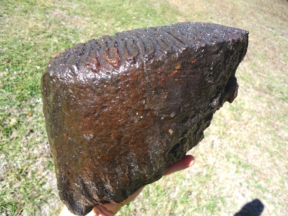 Large image 6 Huge 9lb  Mammoth Tooth