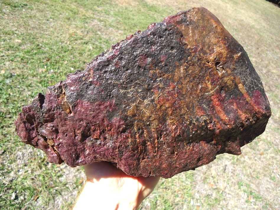 Large image 7 Huge 9lb  Mammoth Tooth