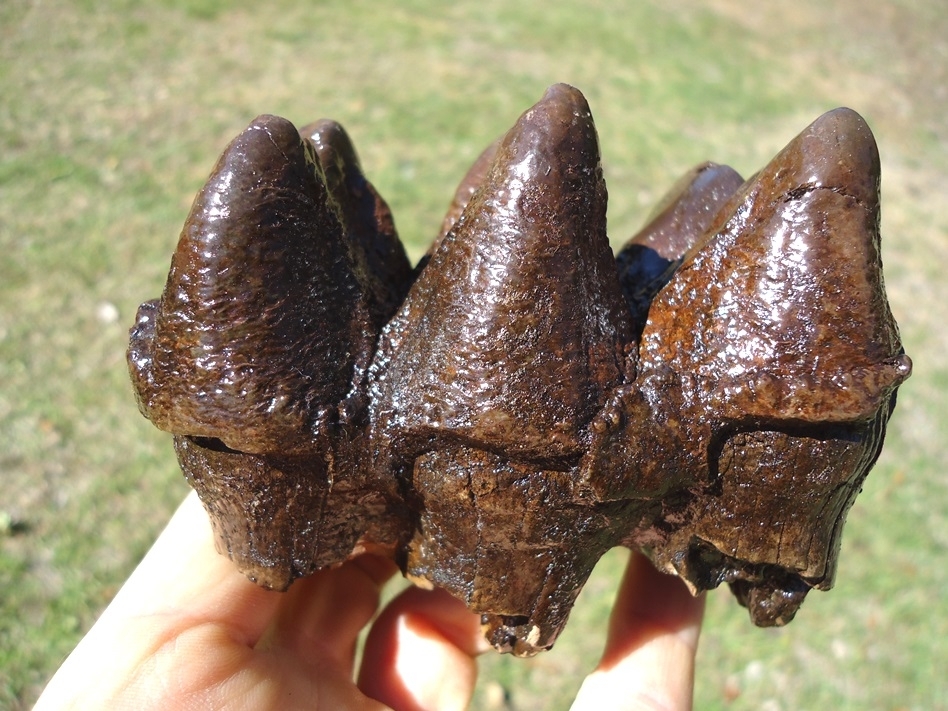 Large image 1 Excellent Three Hump Mastodon Tooth