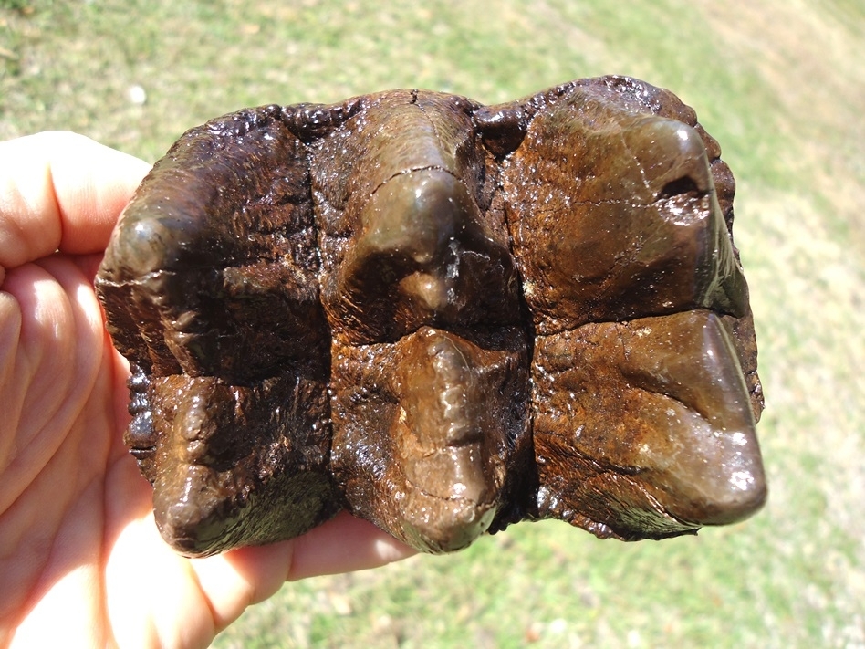 Large image 2 Excellent Three Hump Mastodon Tooth