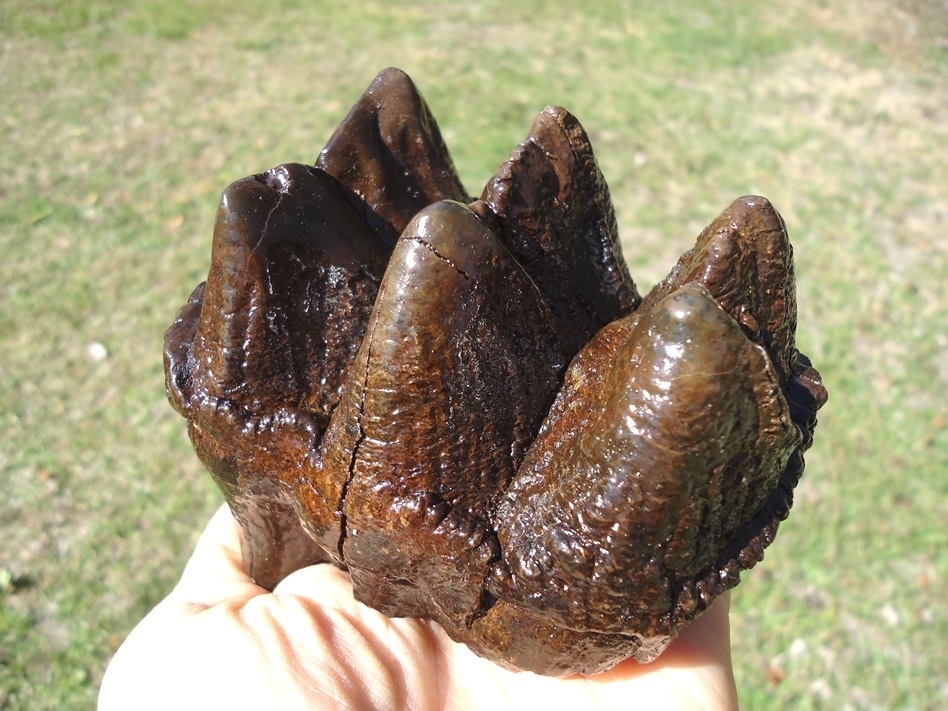 Large image 3 Excellent Three Hump Mastodon Tooth