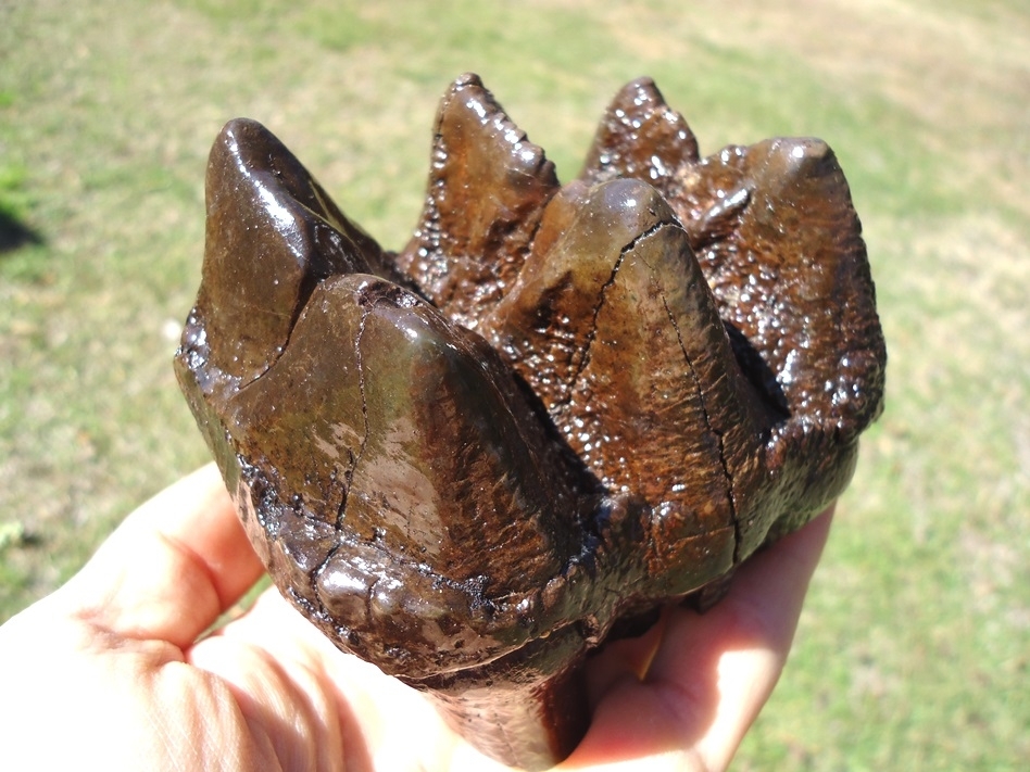 Large image 4 Excellent Three Hump Mastodon Tooth