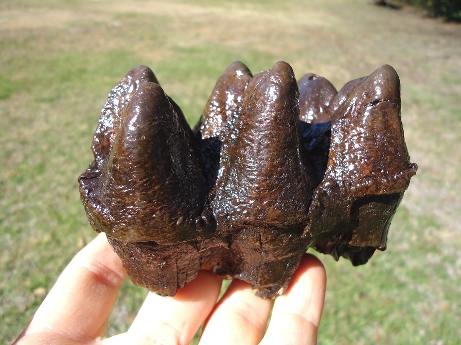 Large image 5 Excellent Three Hump Mastodon Tooth