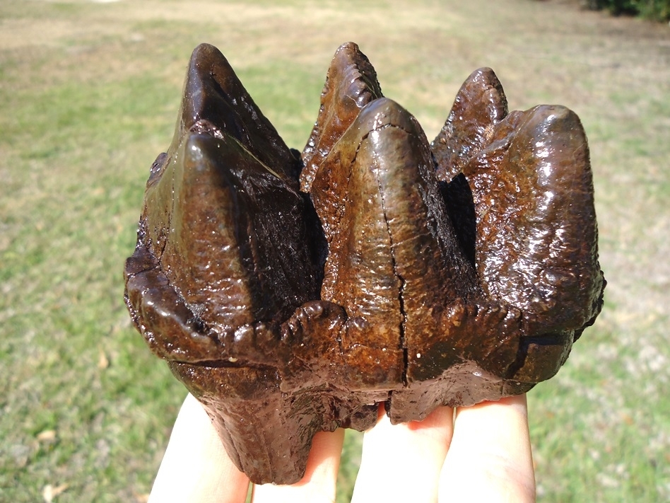 Large image 6 Excellent Three Hump Mastodon Tooth