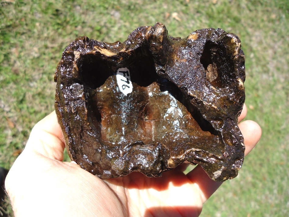 Large image 7 Excellent Three Hump Mastodon Tooth