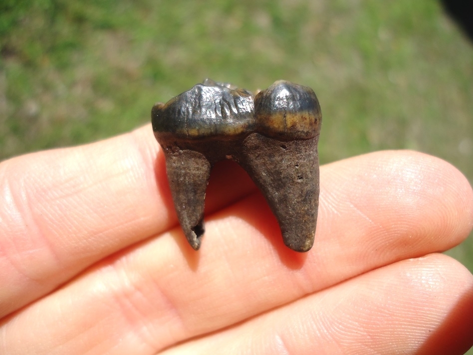 Large image 1 Quality Rooted Black Bear Molar
