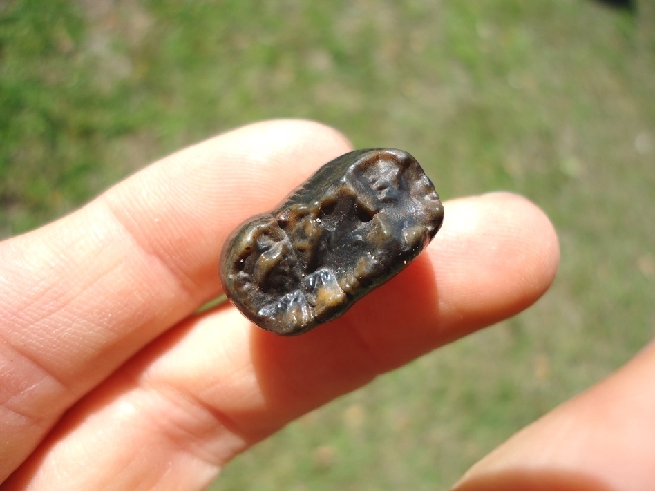 Large image 2 Quality Rooted Black Bear Molar