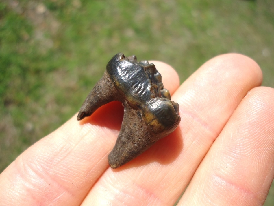 Large image 3 Quality Rooted Black Bear Molar