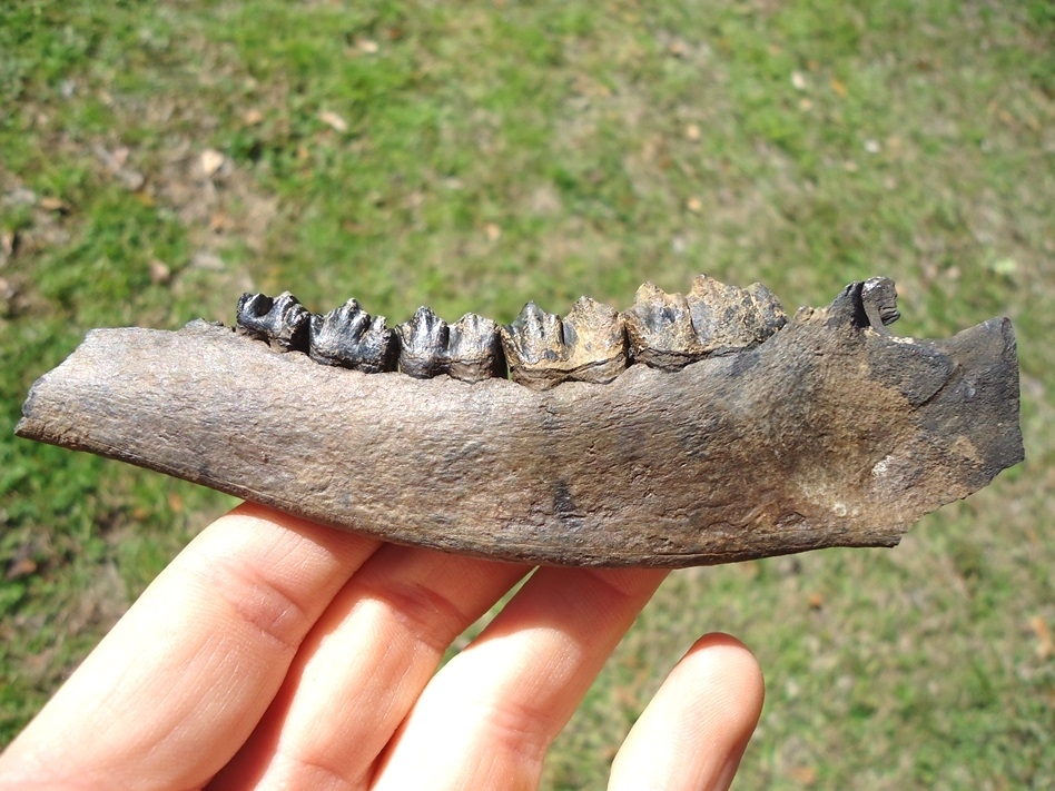 Large image 1 Nice Deer Mandible with Five Teeth