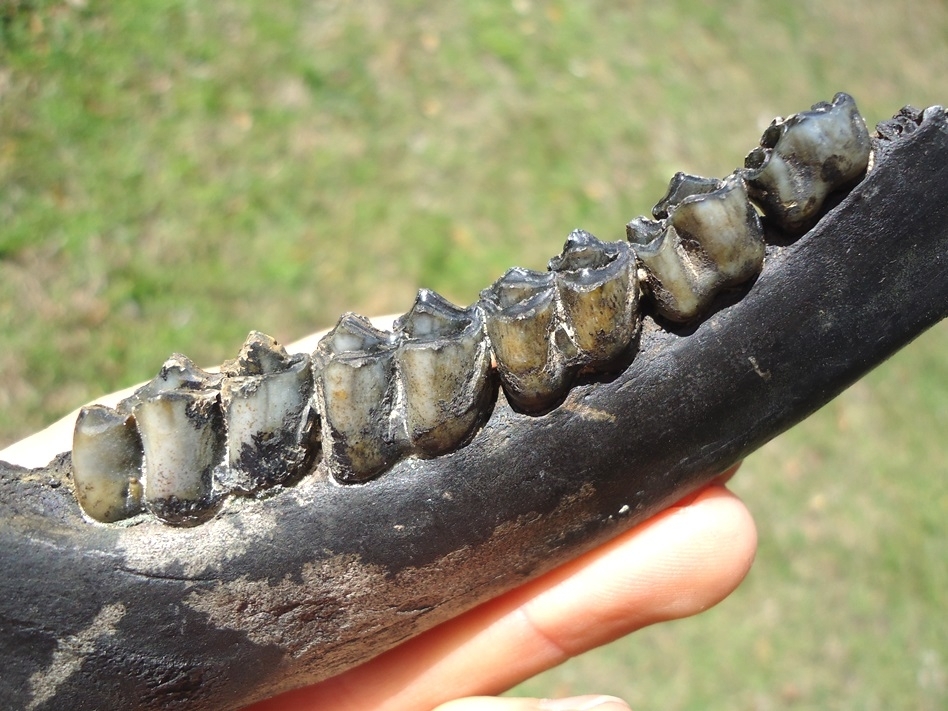 Large image 2 Nice Deer Mandible with Five Teeth