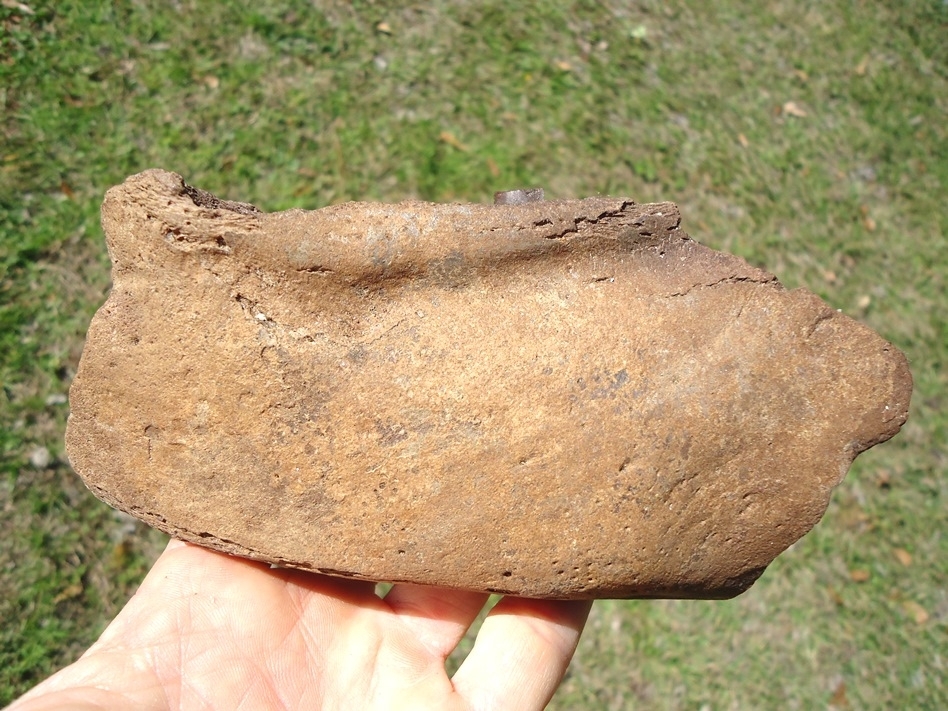 Large image 2 Very Rare Sloth Mandible with One Partial Tooth