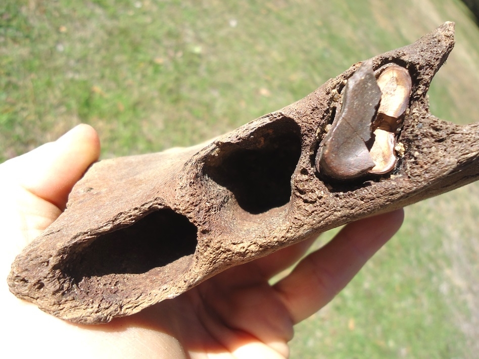 Large image 3 Very Rare Sloth Mandible with One Partial Tooth