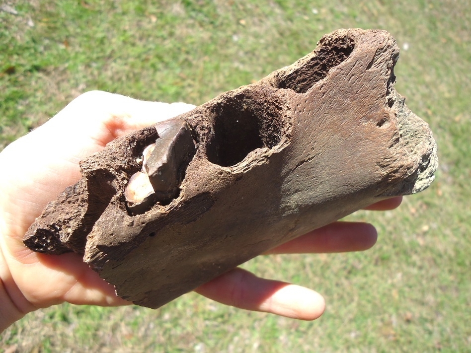 Large image 4 Very Rare Sloth Mandible with One Partial Tooth