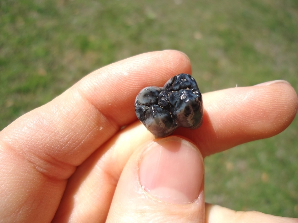 Large image 2 Stunning Blue Peccary Molar