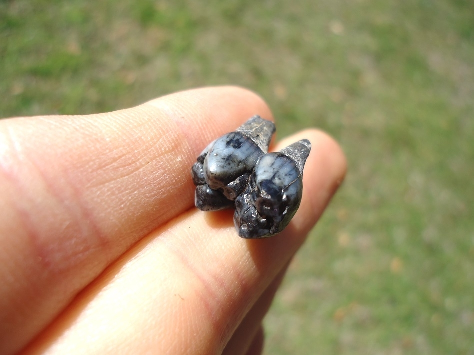 Large image 3 Stunning Blue Peccary Molar