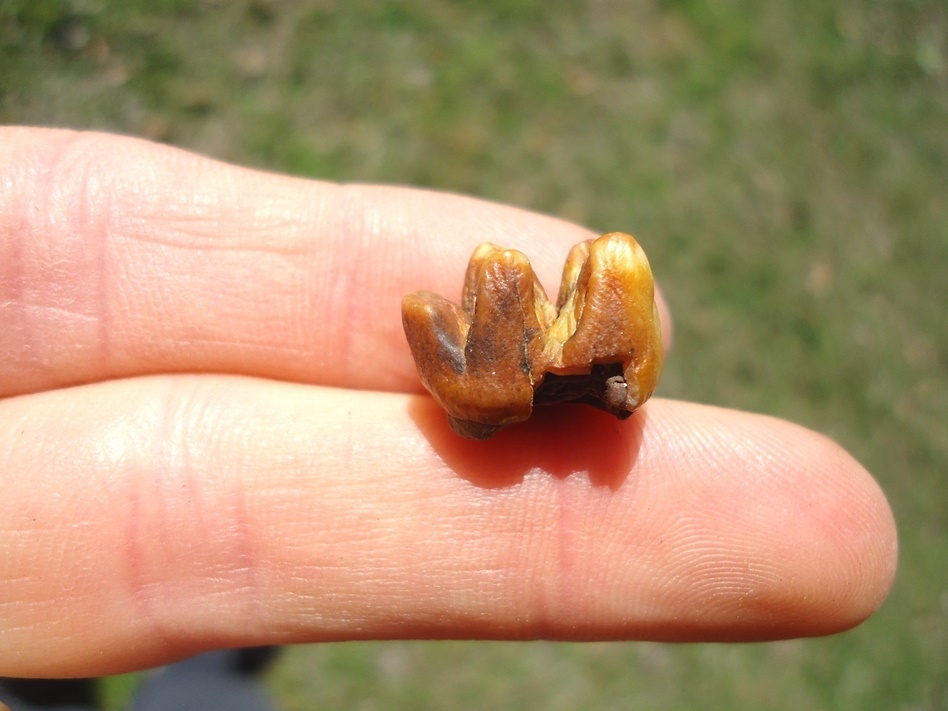 Large image 1 Super Colorful Manatee Molar