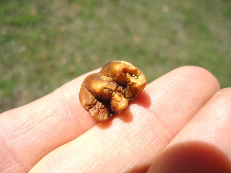 Large image 2 Super Colorful Manatee Molar