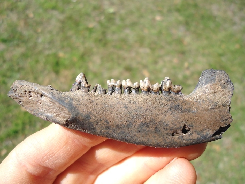 Large image 1 Awesome Opossum Mandible with Five Teeth