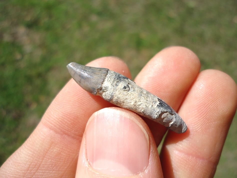 Large image 1 Excellent Dolphin Tooth