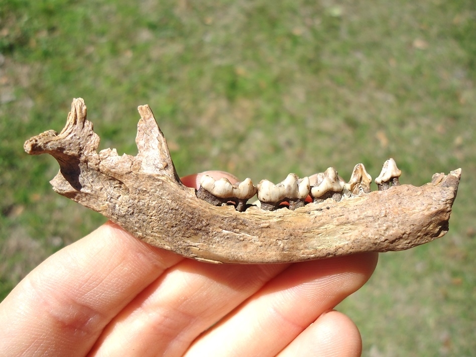 Large image 1 Excellent Raccoon Mandible with Six Teeth