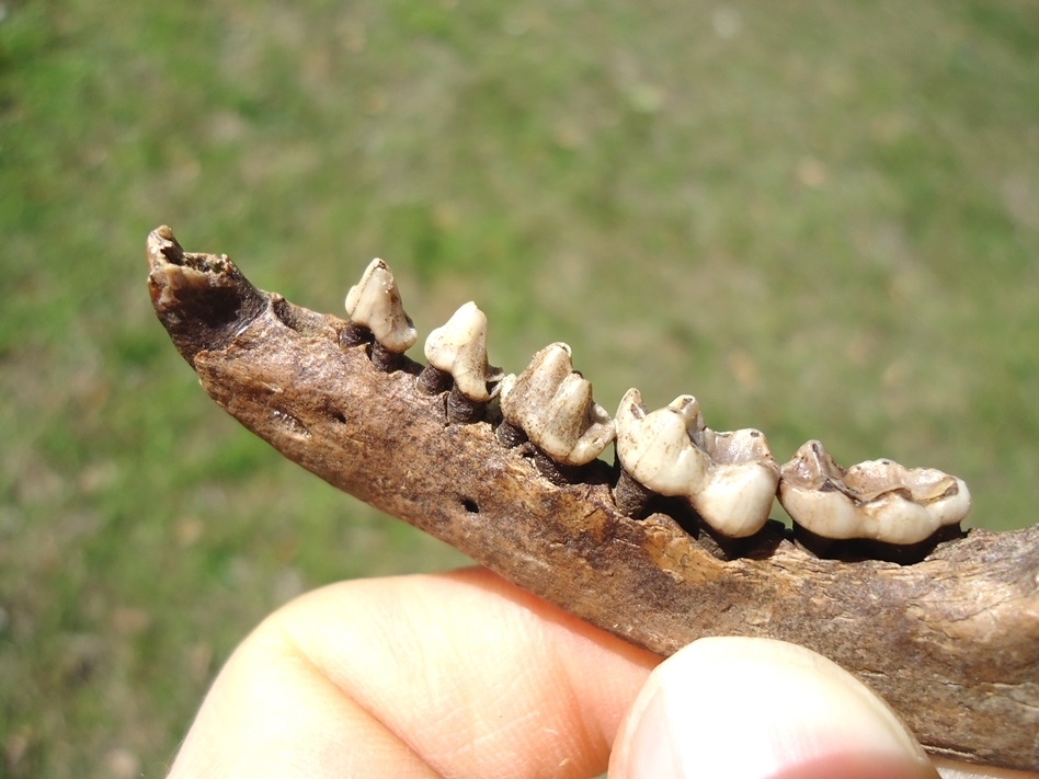 Large image 2 Excellent Raccoon Mandible with Six Teeth