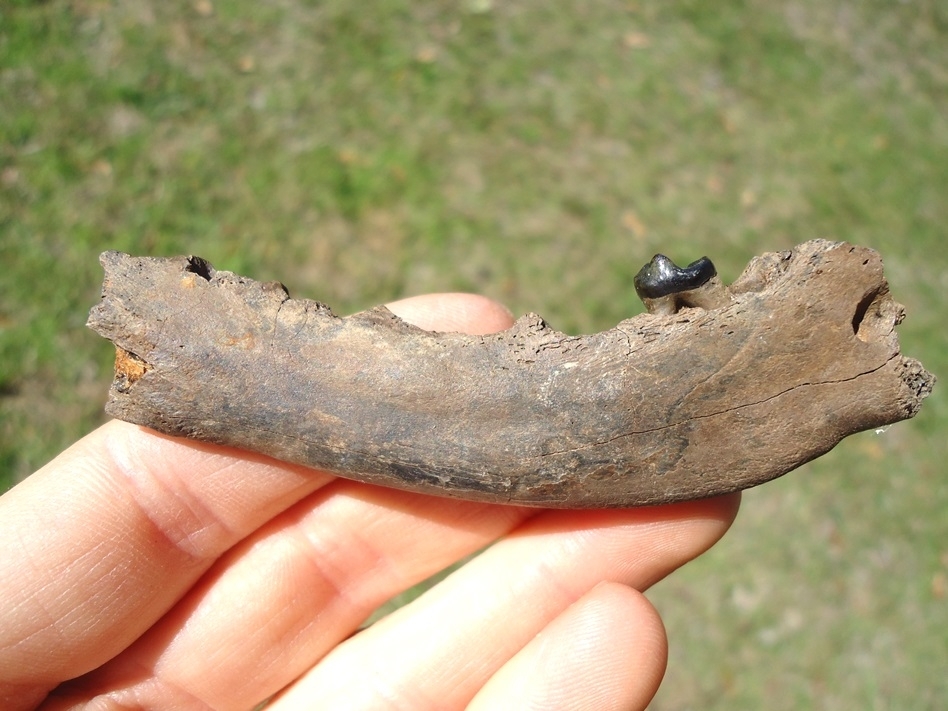 Large image 1 Uncommon Coyote Mandible with One Molar Intact