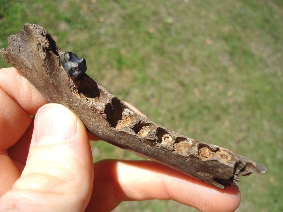 Large image 2 Uncommon Coyote Mandible with One Molar Intact