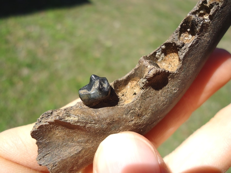 Large image 3 Uncommon Coyote Mandible with One Molar Intact