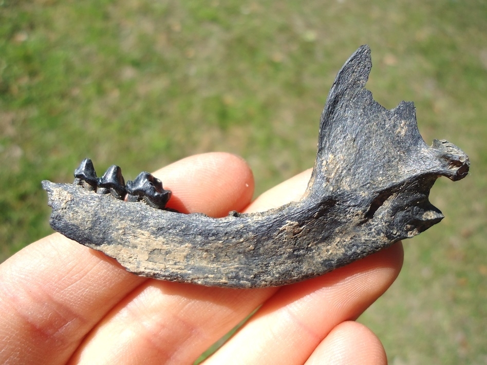 Large image 1 Excellent Raccoon Mandible with Three Teeth