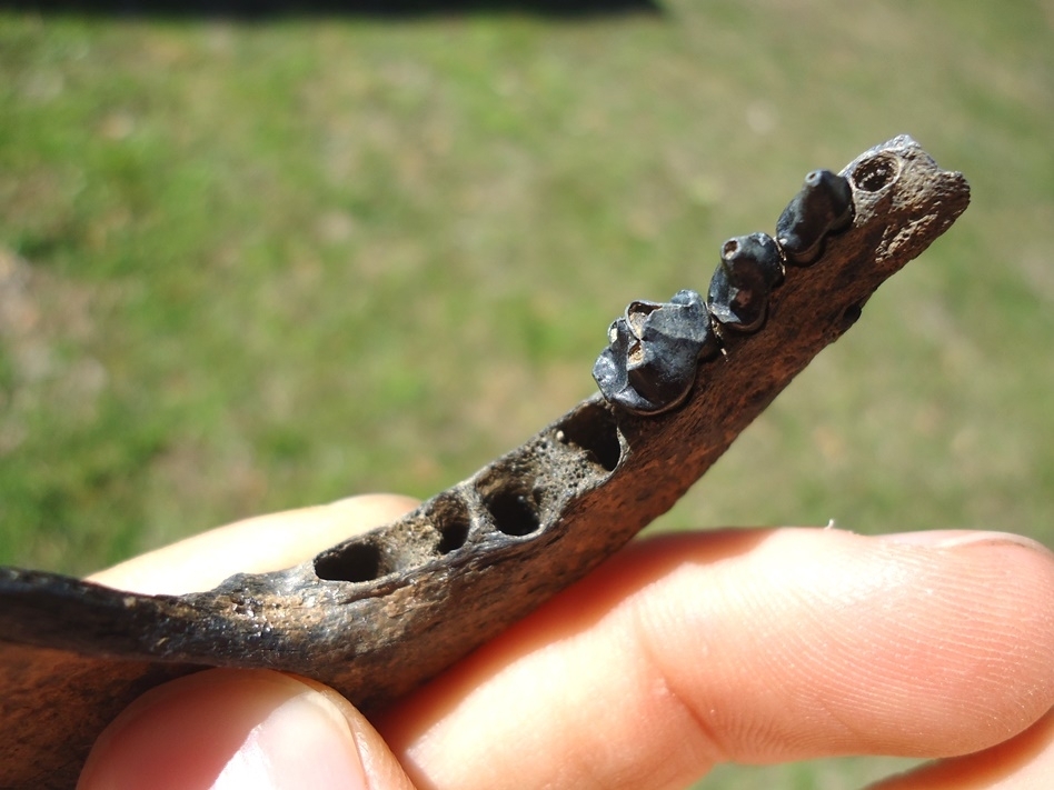 Large image 2 Excellent Raccoon Mandible with Three Teeth