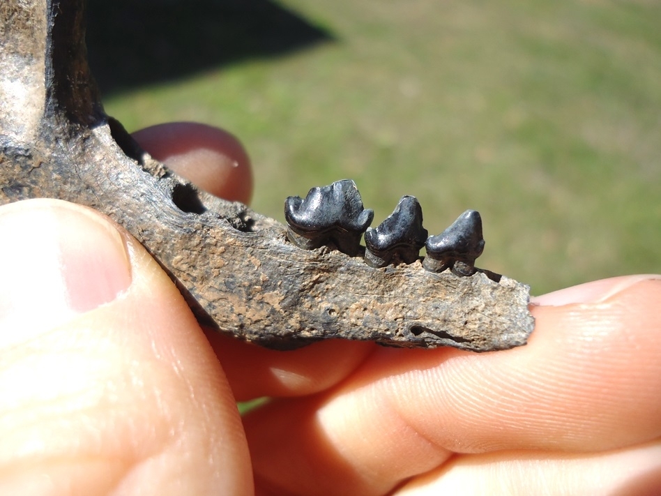 Large image 3 Excellent Raccoon Mandible with Three Teeth