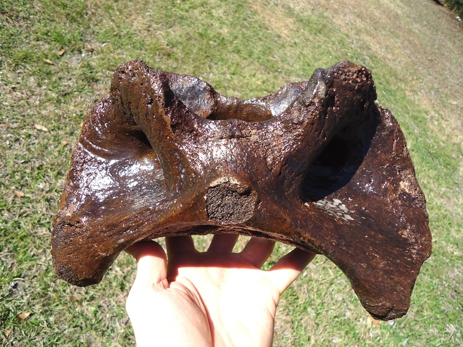 Large image 1 Truly Massive Bison Atlas Vertebra