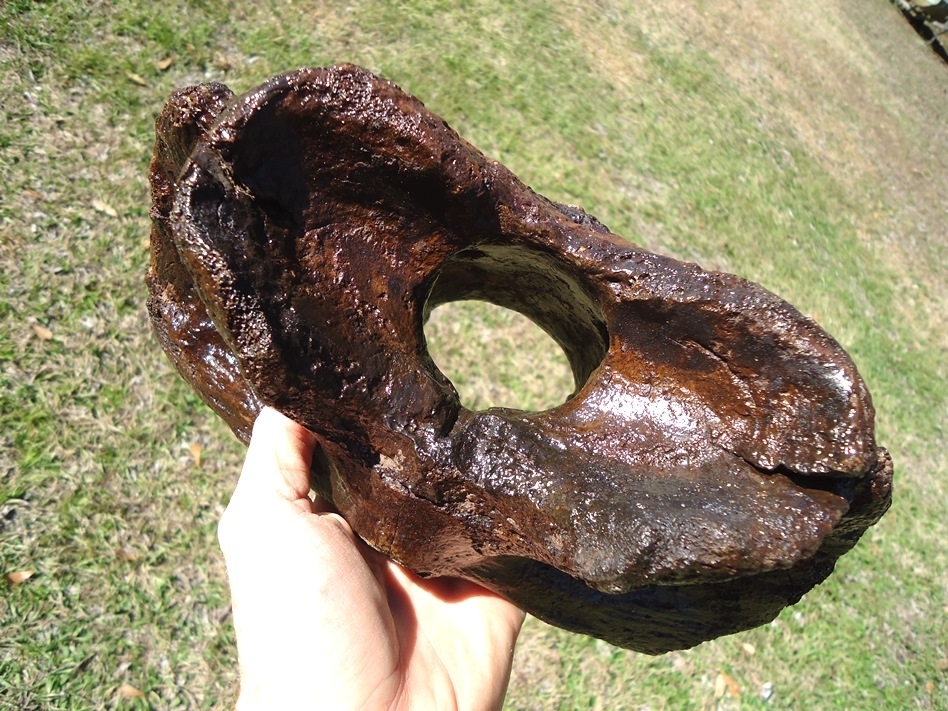 Large image 2 Truly Massive Bison Atlas Vertebra