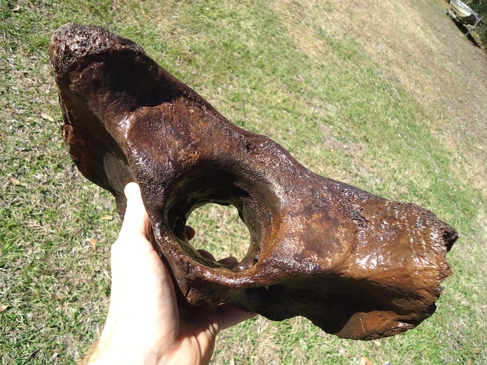 Large image 3 Truly Massive Bison Atlas Vertebra