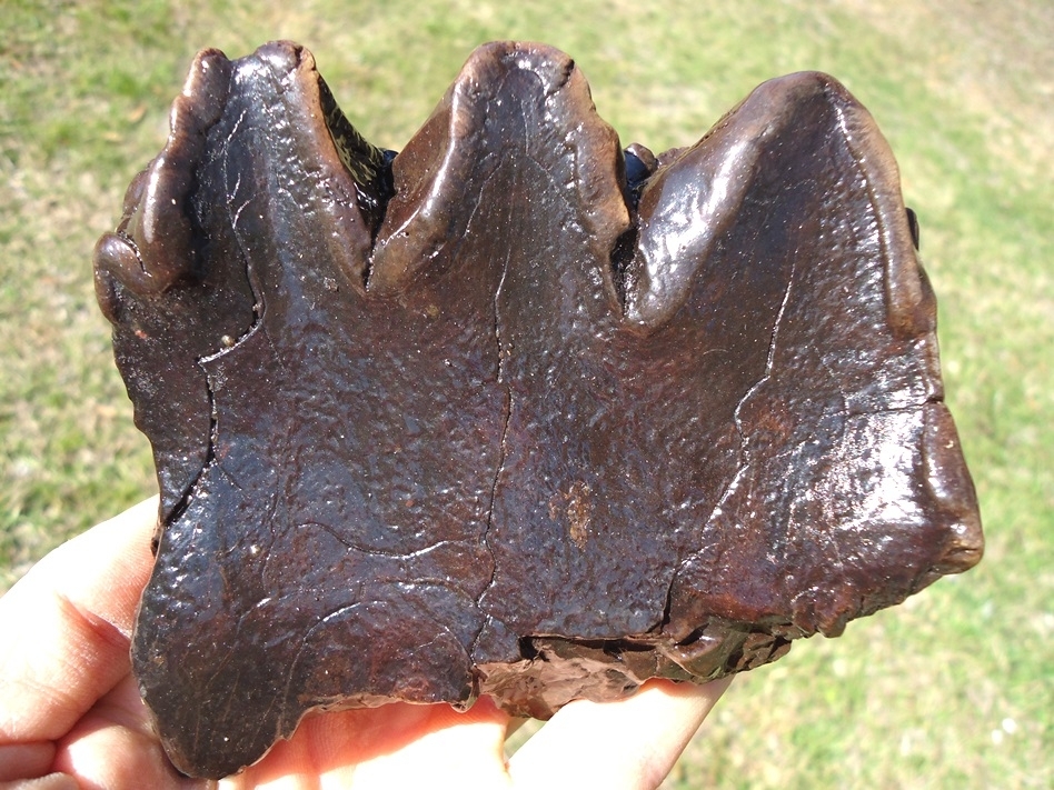 Large image 1 Bargain Three-Hump Mastodon Tooth
