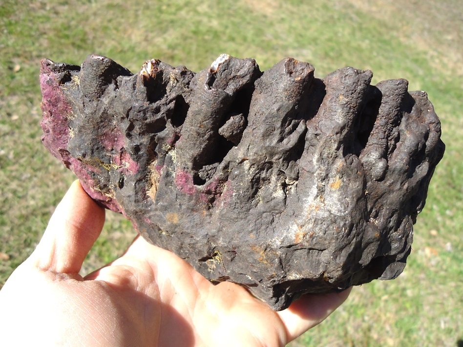 Large image 2 Large 3lb  Mammoth Tooth