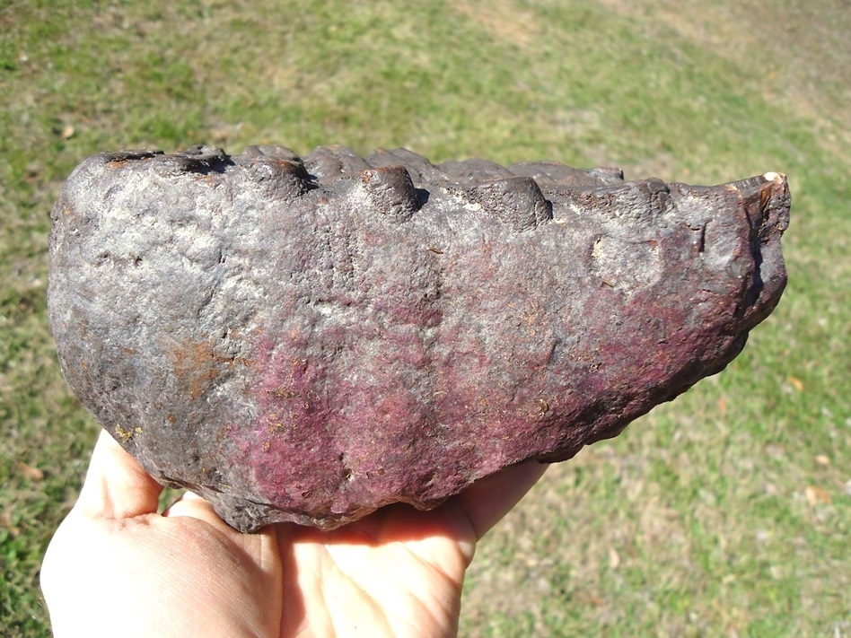 Large image 4 Large 3lb  Mammoth Tooth