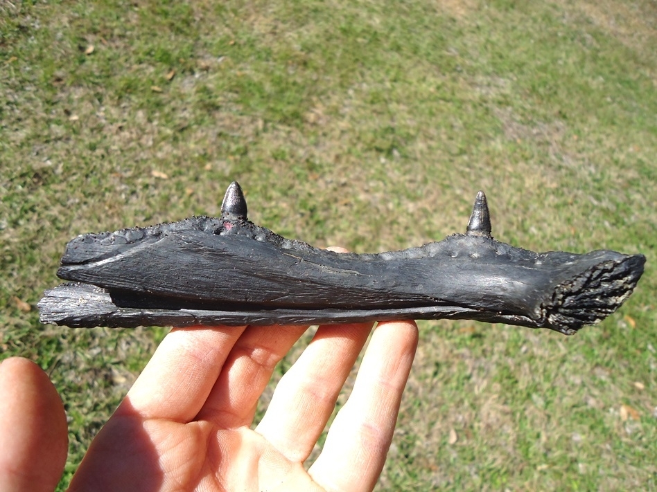Large image 1 Exceptional Alligator Mandible with Two Original Teeth
