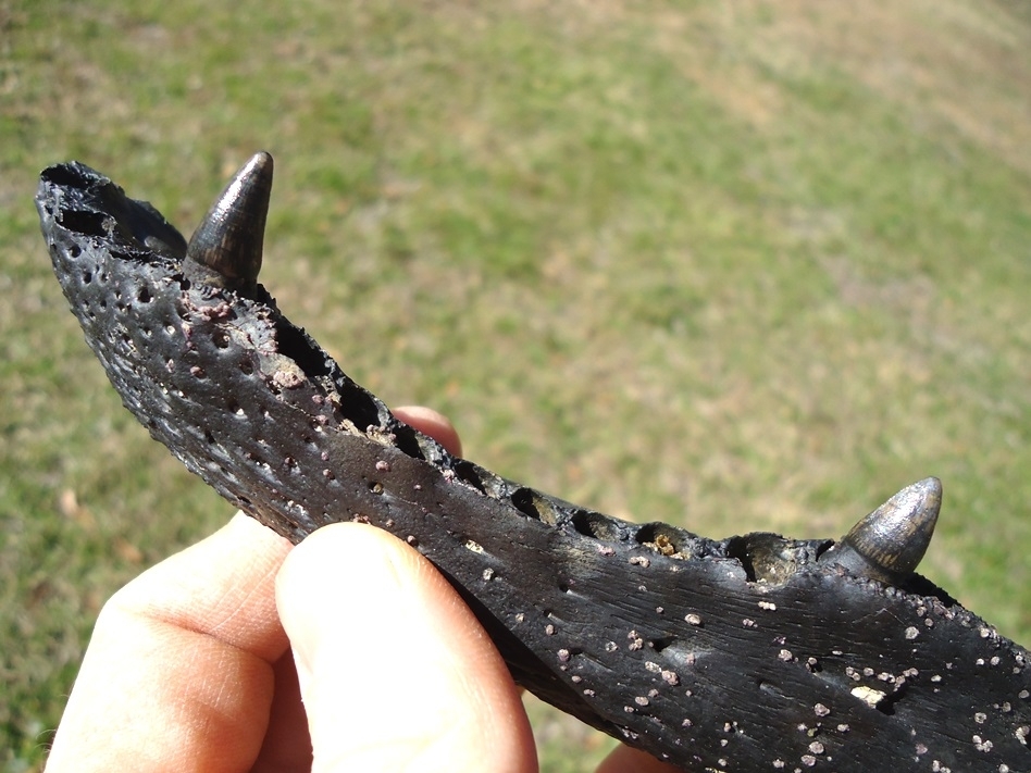 Large image 2 Exceptional Alligator Mandible with Two Original Teeth